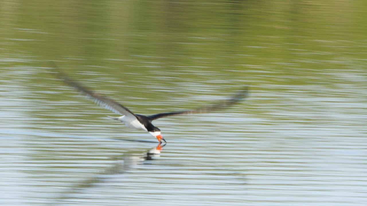 Saving Black Skimmers