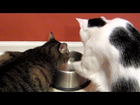 Weird Drinkers - Astronocats