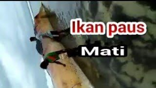 preview picture of video 'Ikan medida bot mate iha lore'