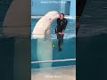 The Beluga Whale That Sounds Like Human