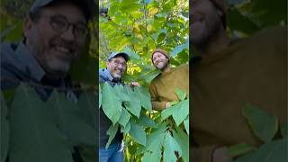 Food Forests are Popping Up in Boston!