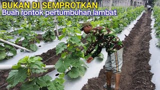 Download lagu Jangan Salah, Cara Memperbanyak Bakal Buah Dan Mempercepat Pertumbuhan Melon mp3