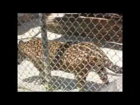 Programa Território Animal - Zoológico de  Curitiba.