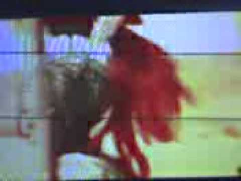 For The Freedom And Glory Of Greece!