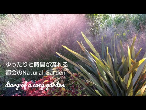 Pennisetum setaceum rubrum -graminée-ornement-potée-pétunias