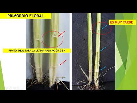 Fertilización en el Cultivo de Arroz y Café con énfasis en el portafolio Molinos & Cía.