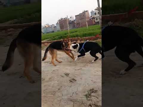 pitbull vs German #pitbulllife #pitbull #pitbulldog #pitbullofficial #germanshepherd #german