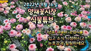 양재꽃시장 식물튜브 [ 가을입고 식물들 시청 하시면서 눈호강과 힐링 하시길 바래요~ ]  2022년 9월 1…