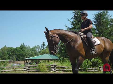 20 Acre Equestrian Property in Langley, BC - Amy Brattebo Equestrian Acreage Realtor
