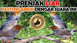 Download lagu SUARA BURUNG PRENJAK RIBUT UNTUK MIKAT PALING REKO... mp3