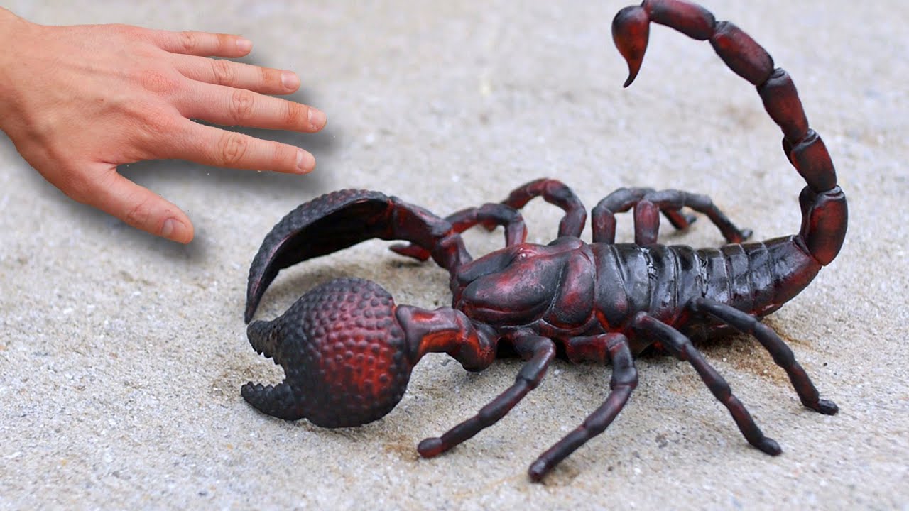 GIGANTIC SCORPION!