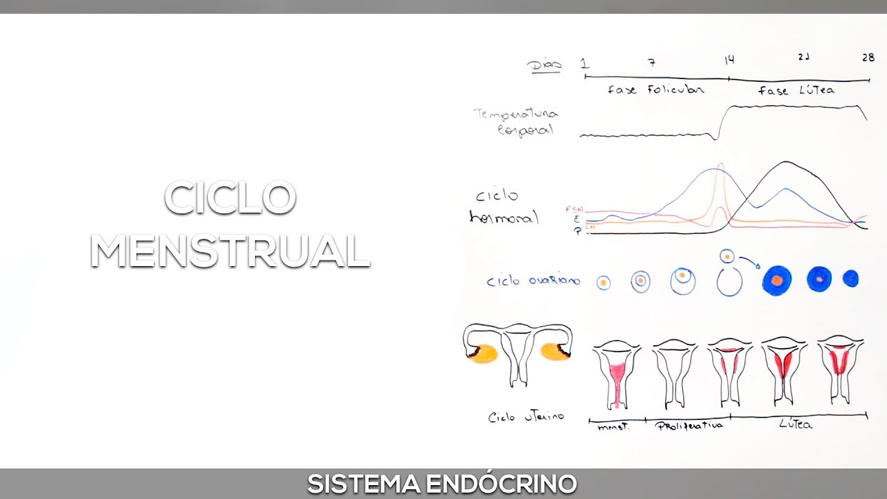 Menstruação - Ciclo menstrual