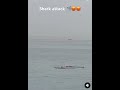 Shark Attack In Egypt For All No Swimming For 2 Days Egypt