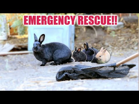 A STRAY MOMMA BUNNY WON'T LET GO OF HER BABIES...BUT WE RESCUED THEM!