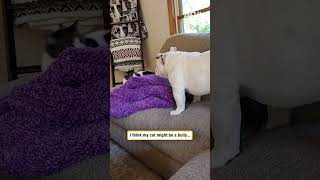 I think my cat might be a bully...