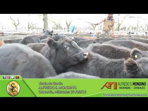 29-05-19 - Venta de Gordo - Alfredo S. Mondino - Olavarría