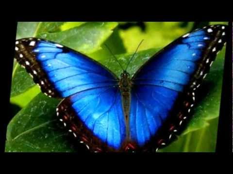 El vals de las Mariposas