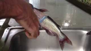 preview picture of video 'How to skin and clean catfish fastest and easiest way'