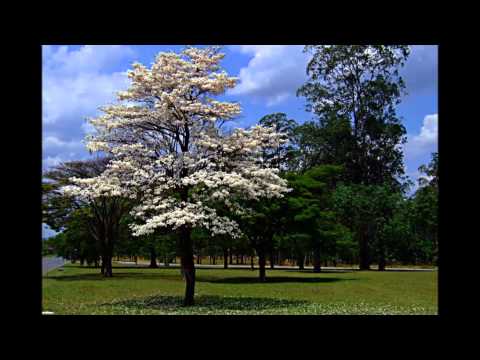 Seja engrandecido  - Guilherme Kerr & amigos (Corinhos antigos)