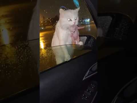 She Begged Me to Save Her Babies in the Storm... 😭💔 #FloodRescue