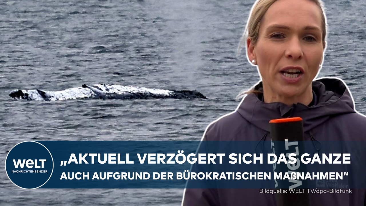 KAMPF GEGEN DIE ZEIT: Helfer ringen um das Leben von gestrandeten Wal "Timmy"