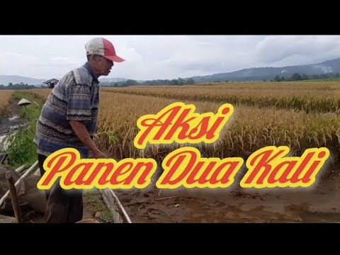 AKSI PANEN DUA KALI - MINA PADI DESA PANEMBANGAN