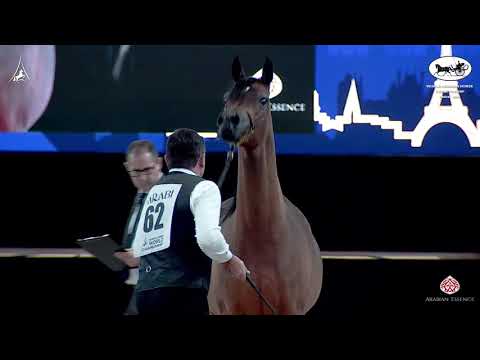 N 62 ALSA   World Arabian Horse Championship 2021   PARIS   Senior Mares Class 3B