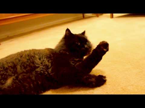 Crapshots Ep.37 - The Trend