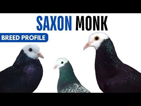 Saxon Monk pigeon breed profile history