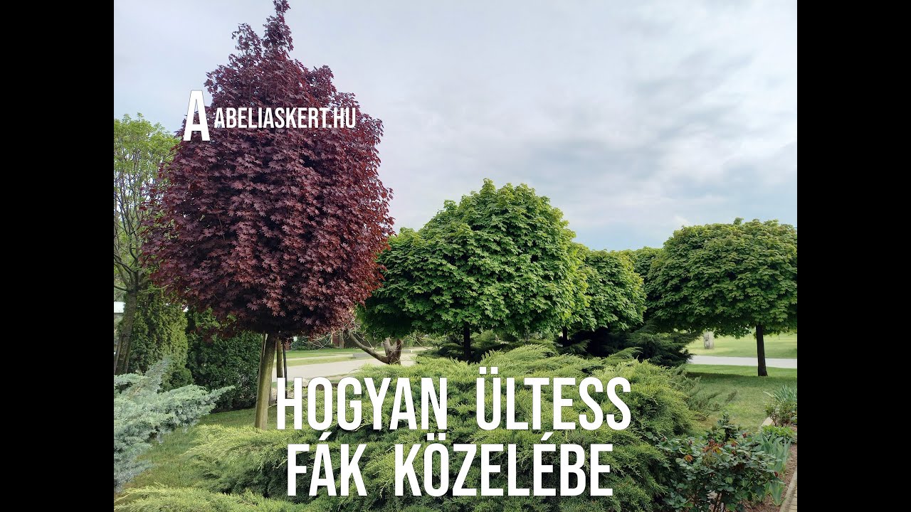 Mit ültess a fák közelébe, hogy minden jól fejlődjön?