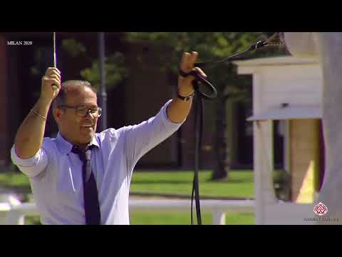 N.51 PICCADILLY - Milan 2020 Arabian Horse Show - Stallions 4 to 6 Years Old (Class 10)