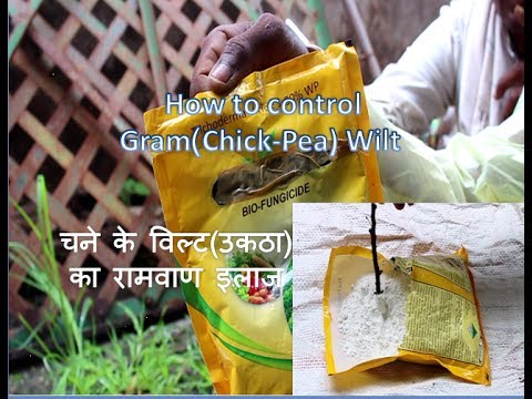 चना की फसल को भयंकर रोग उकठा से बचाने का रामबाण ईलाज!