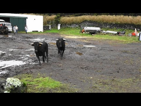 JAF - Conduzir Os Novilhos Para Os Currais - Lead The Steers Into The Corrals