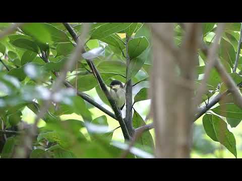 Asian Tit / Parus cinereus / 2025-05-21, Jeju, Korea