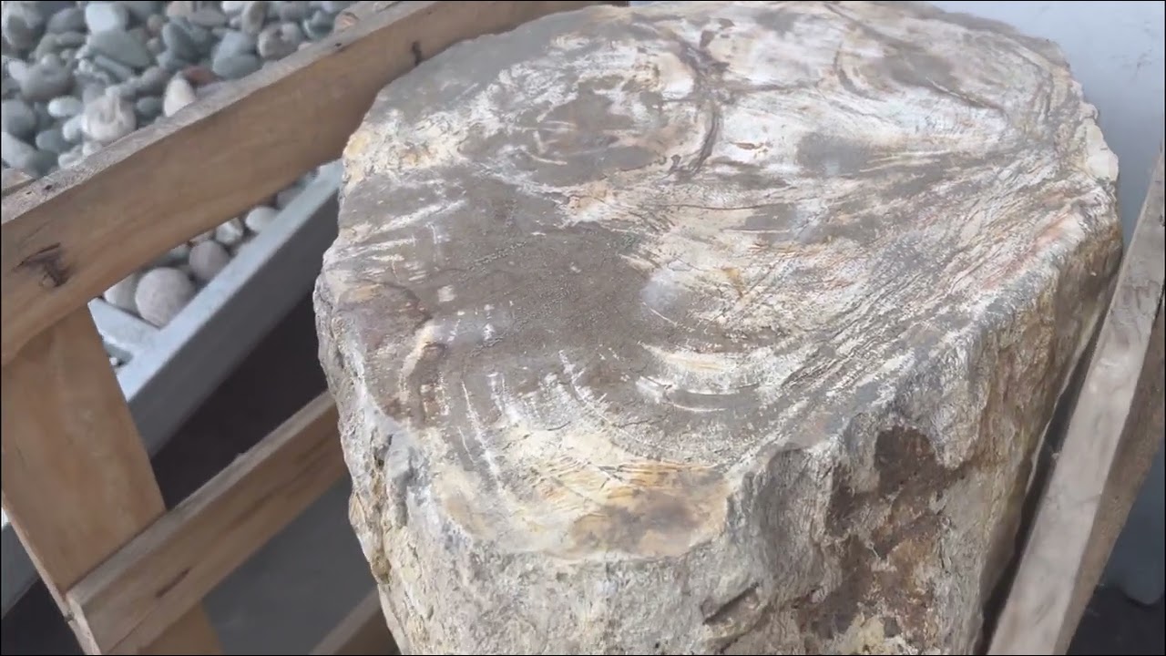 Пенёк из окаменелого дерева 95 кг