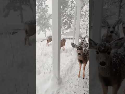 Michael Buble Let It Snow Let It Snow Let It Snow - Christmas Greatest Hits