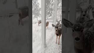 let it snow 🌨 - Santa’s watching! 🎅🏻 - Vc: @emilygracec13 🦌⛄️