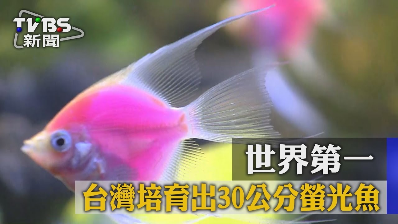 世界第一! 台灣培育出30公分螢光魚
