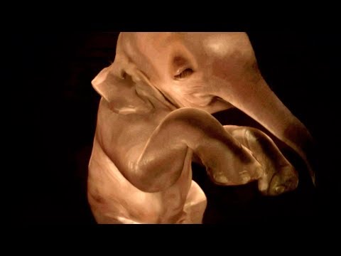 Elephants Never Forget … to Eat