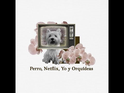 RAUL ROMERO 2021 - Perro, Netflix Yo y Orquideas (Audio Oficial)