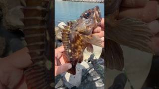 【穴釣り】釣り初心者でも簡単、海好きな人、海鮮に興味ある人、釣った魚をその場で食べたい方、是非穴釣りやってみてください　05/200   06/200