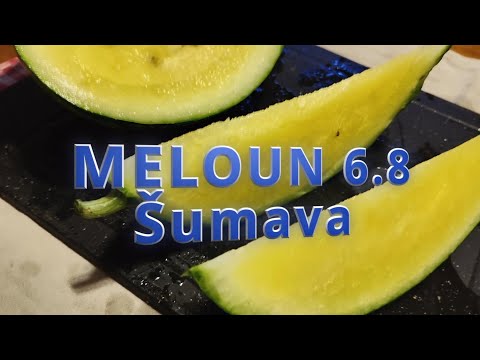 🍉 MÉ NEJSLADŠÍ VÍTĚZSTVÍ! 🏆 MÉLÓN SKLIZEŇ ze ŠUMAVY (523 m n. m.) – Úroda 6. 8. ! 🤯