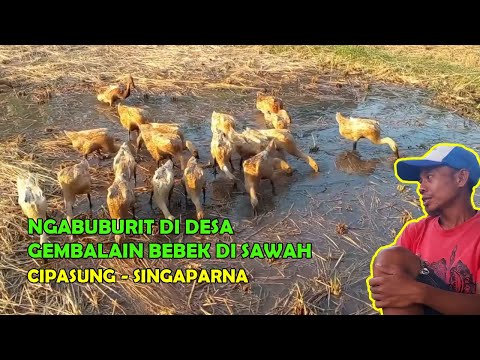 , title : 'Suasana Pedesaan 🌾 Gembalain bebek di hamparan sawah Cipasung Singaparna'