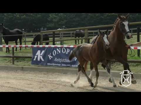 Stutfohlen von Sezuan - Acodetto - Calido I