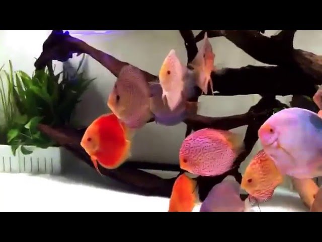 40 Stendker Discus in Nick's tank.