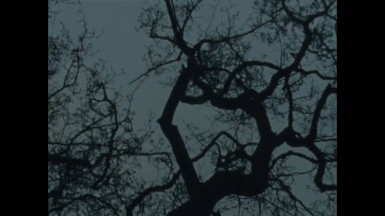 Miman - Elefanten i rommet