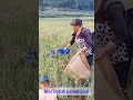 Beginilah Alat Panen Padi Manual Yang Cepat