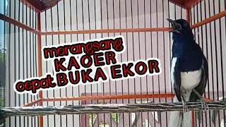 Download lagu Suara kacer gacor merangsang kacer lain cepat buka ekor mp3