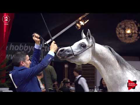 N.79 TF ANDRUS - Lier 2018 - 2 Years Old Colts (Class 4)