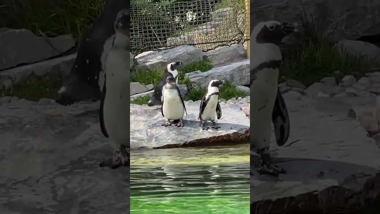 YouTube Short thumbnail